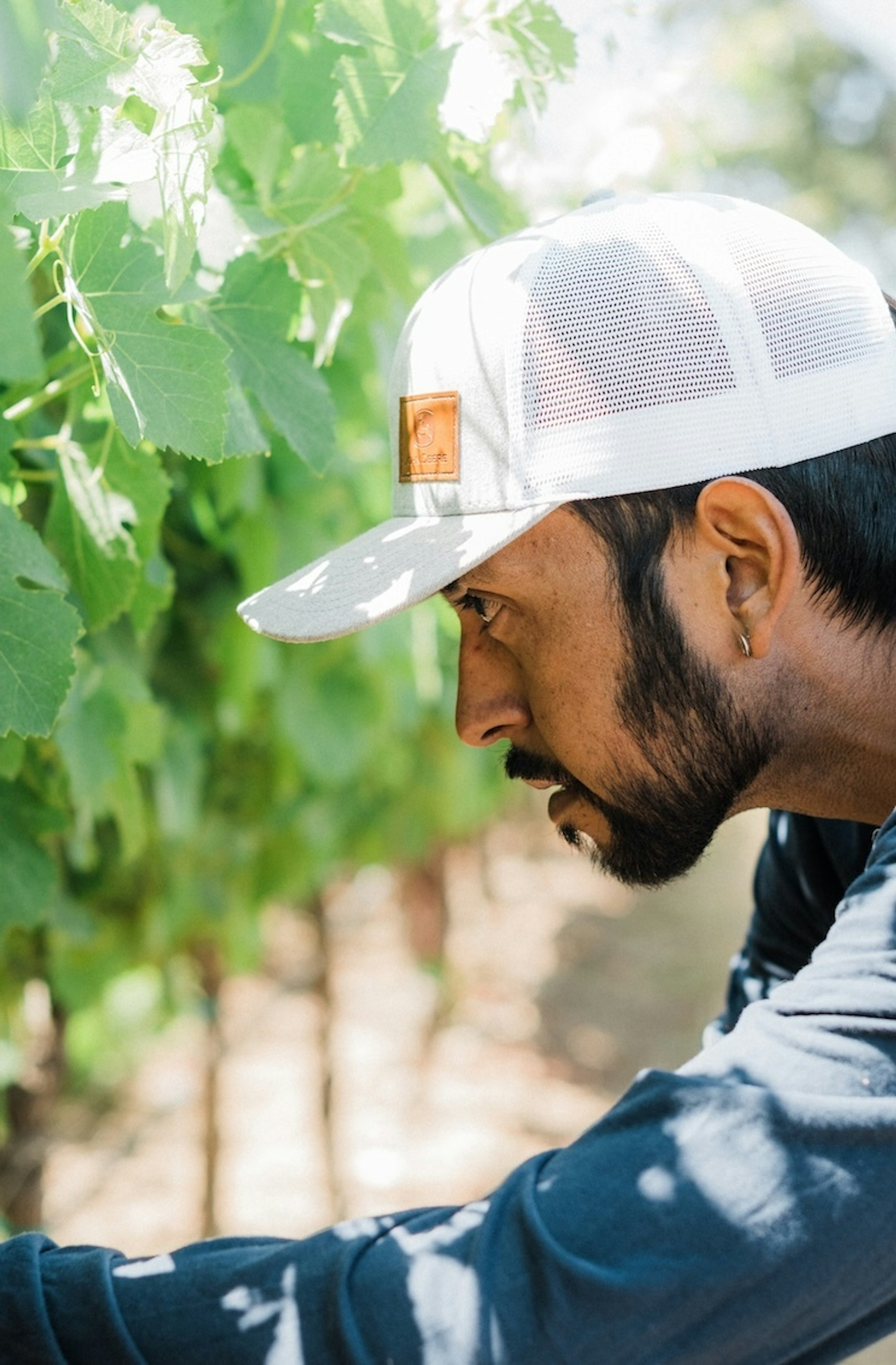 Picture of Vineyard Manager