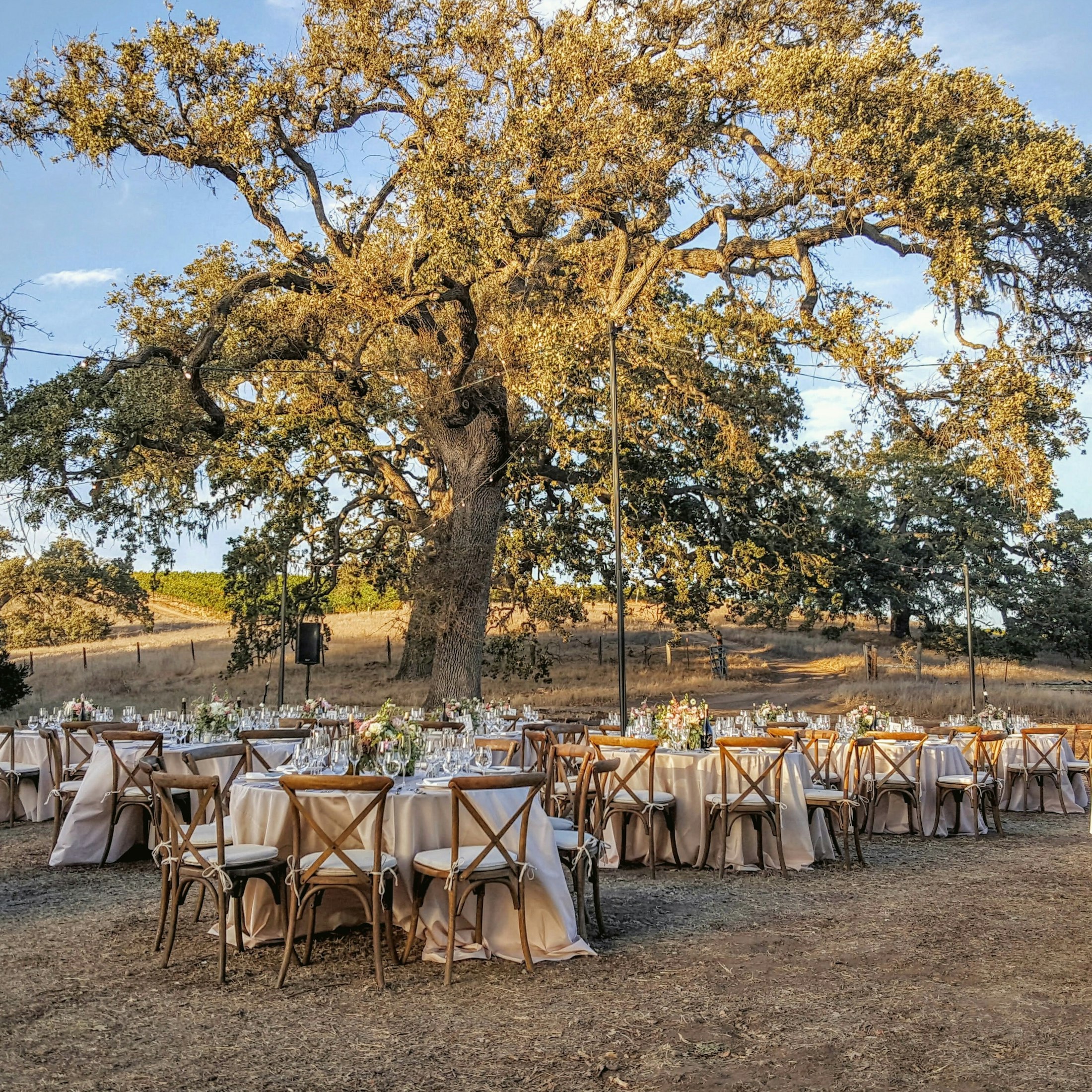 Tables set for a wedding in a grove of oak trees