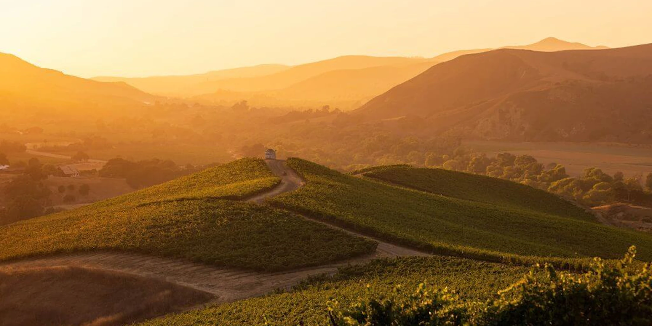 sunset picture of a vineyard in Santa Ynez