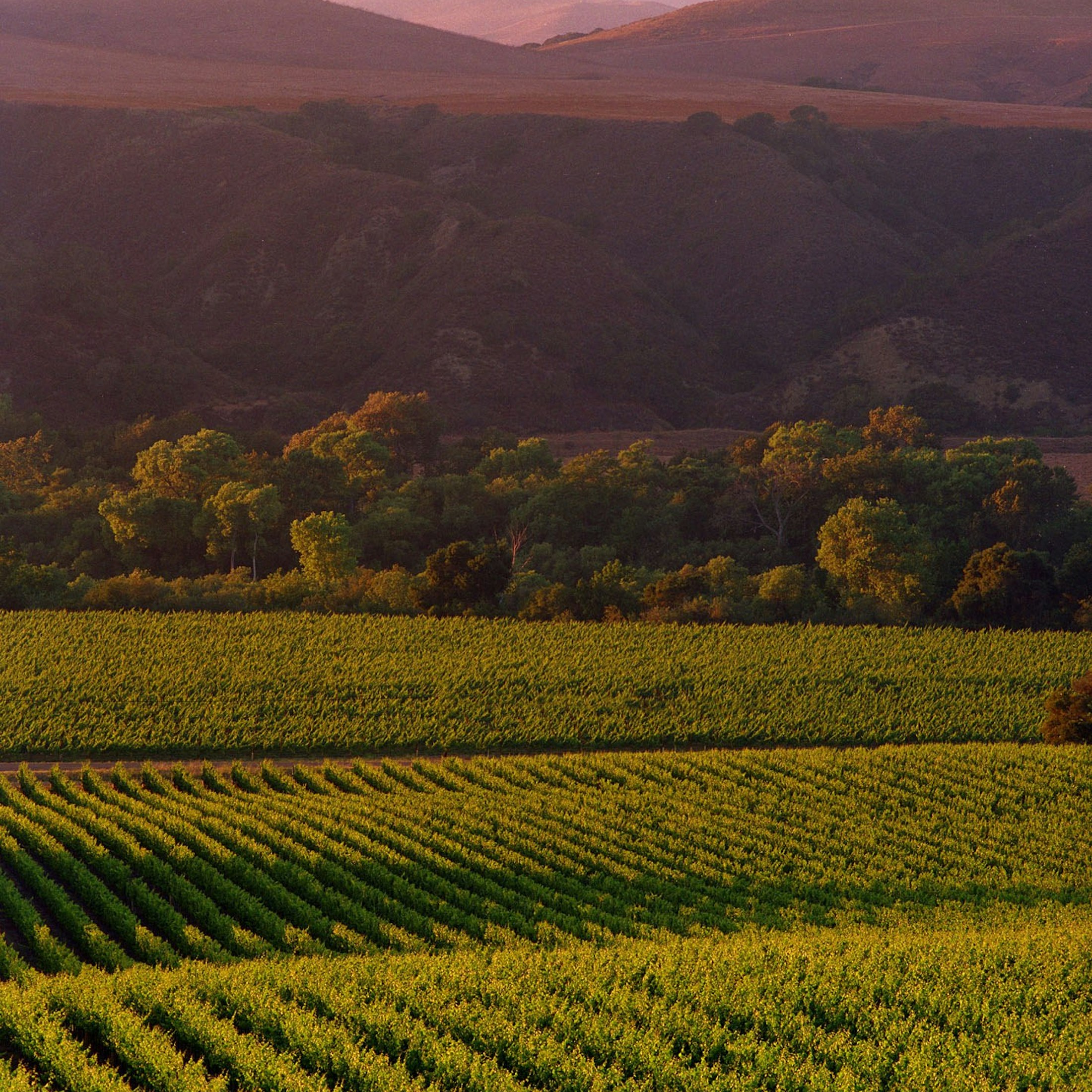 Evan's Ranch vineyard at dusk