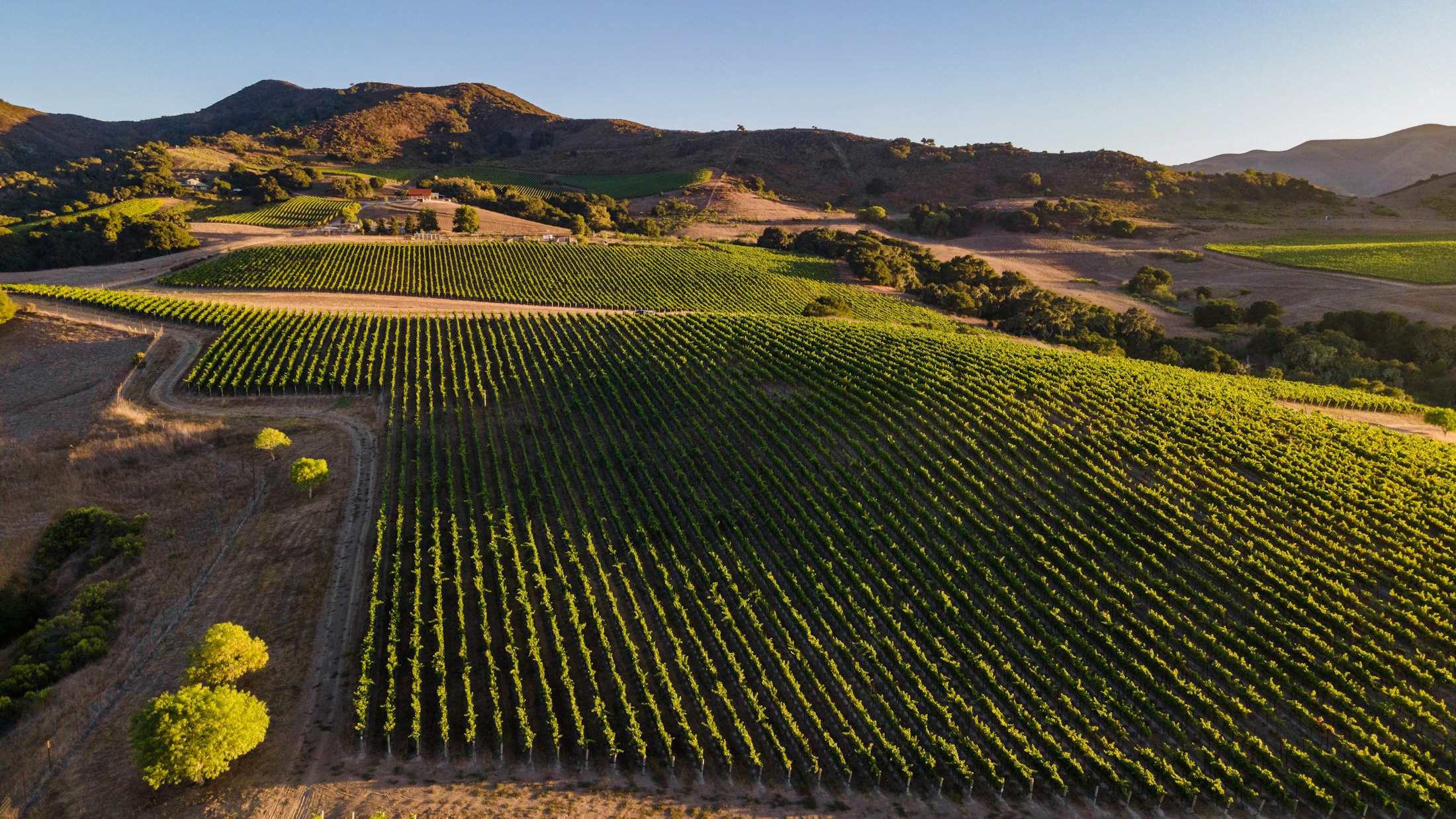 View of the Gainey vineyard from a drone