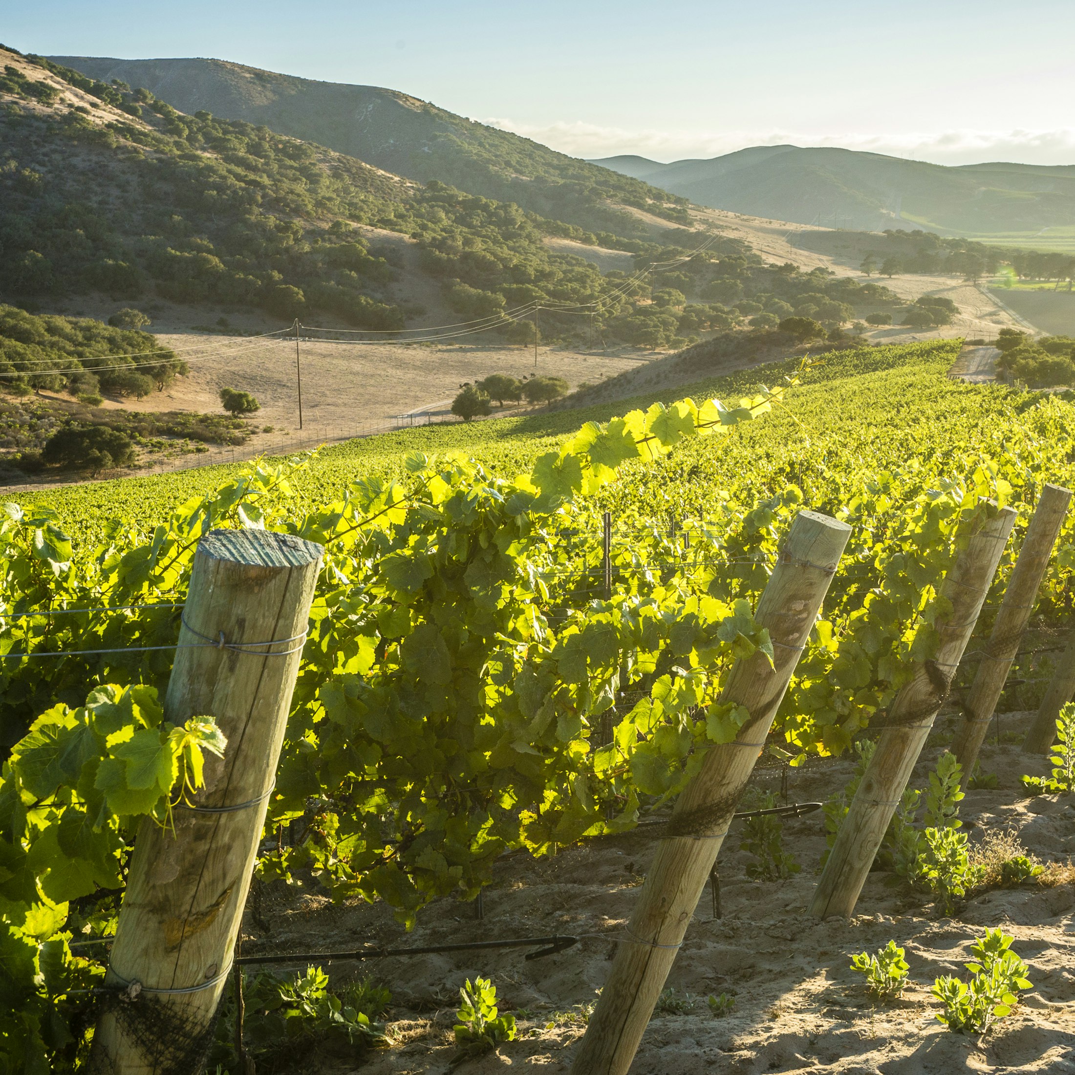 A view of the Rancho Esperanza vineyard with lush green vines in the foreground and rolling hills in the background.
